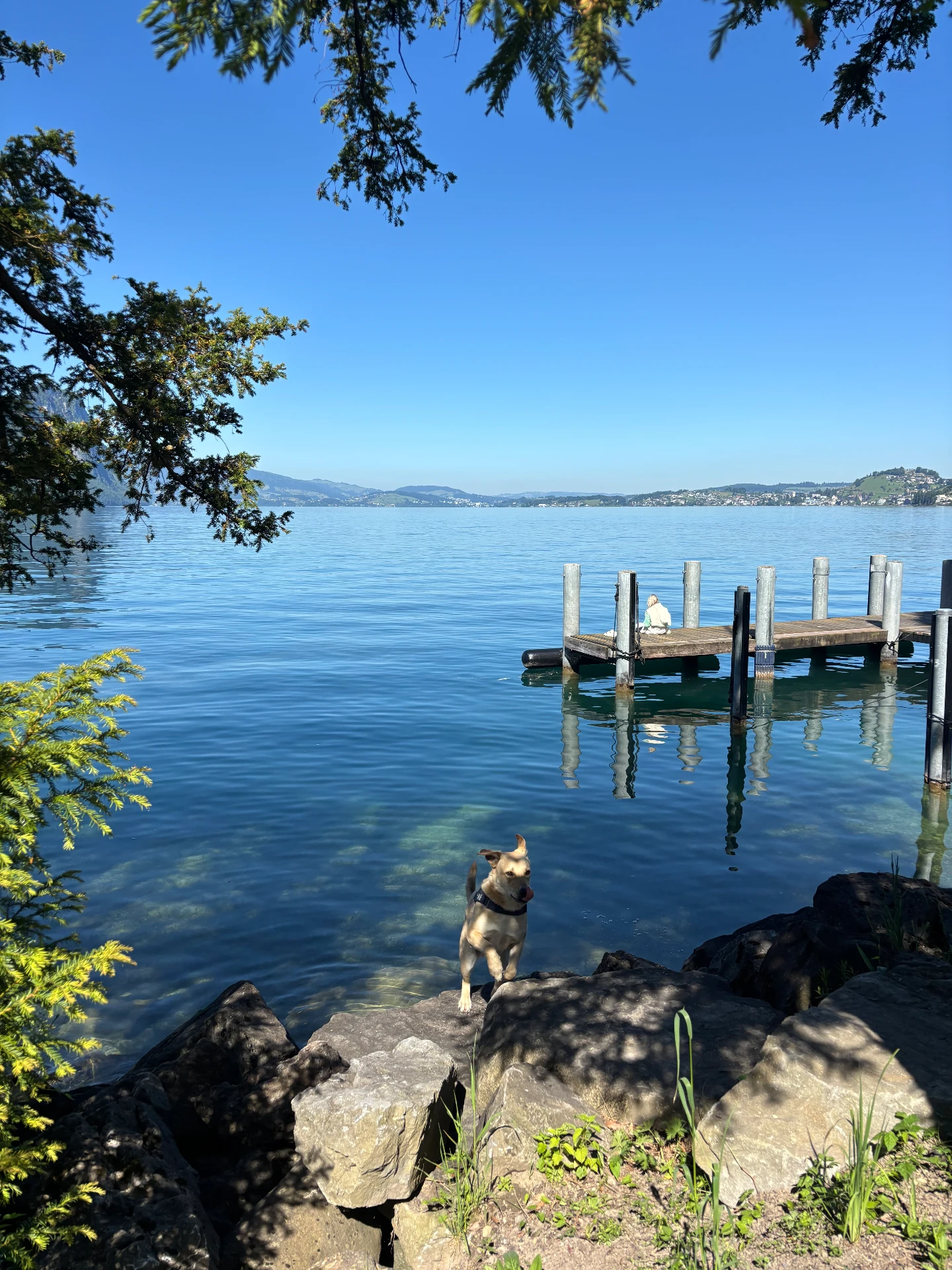 Chien au bord d'un lac suisse, entouré de verdure